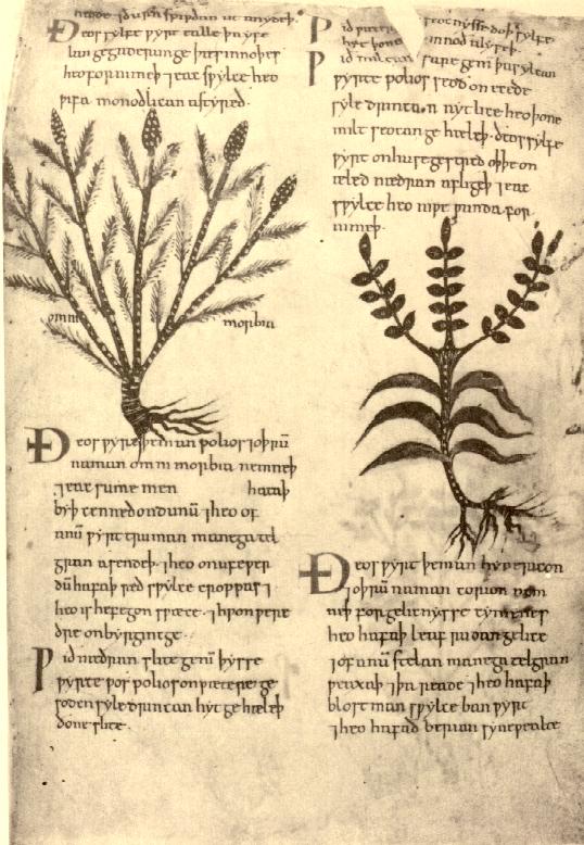 Page from an Anglo-Saxon herbarium with illustrations