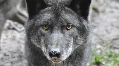 512px canis lupus qtl1