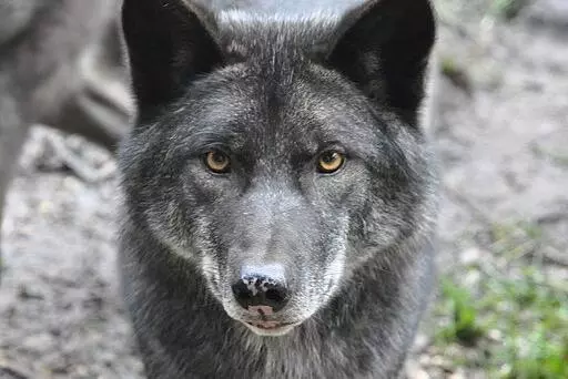 512px canis lupus qtl1